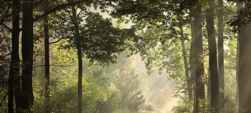 Sophia/Wisdom week 4