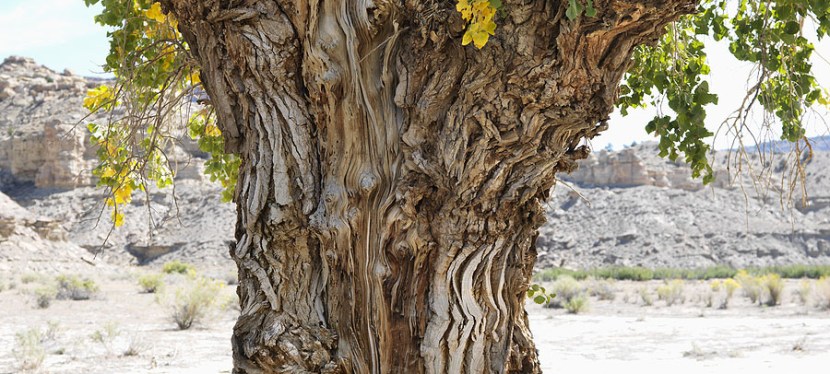 Sophia/ Wisdom week&nbsp;5