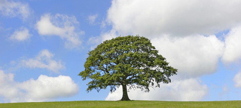 Psalms – The Wise and the&nbsp;Foolish